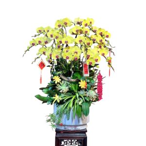 Orchid flowers pot delivery to ThuDuc
