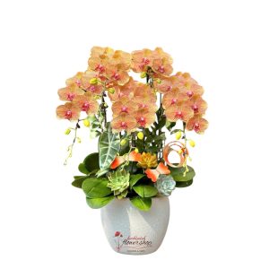 Orange orchid pot as a gift for Mom