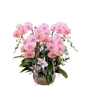 Hochiminh orchid flower pot online order