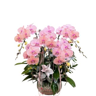 Hochiminh orchid flower pot online order
