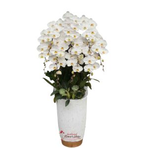 White orchid pot as a gift for the boss