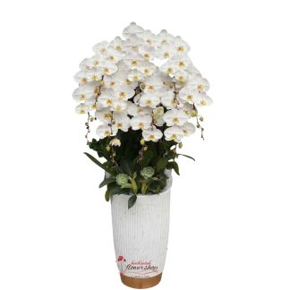 White orchid pot as a gift for the boss