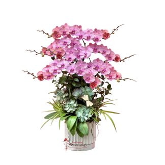 peach orange color orchid flower beautiful