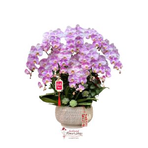 Elegant pink purple orchid pot