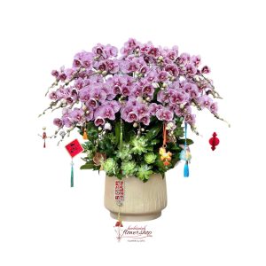 Beautiful orchid pot free ship in hochiminh