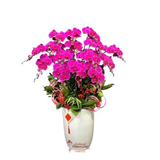 Elegant purple orchid potted plant as a gift