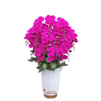 Orchid flower pot for the grand opening