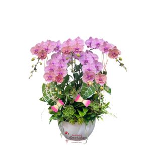 Beautiful peach orange phalaenopsis orchid pot