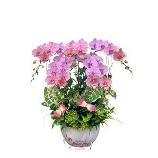 A beautiful peach orange phalaenopsis orchid pot