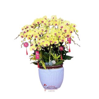 Yellow Phalaenopsis orchid pot as a Tet gift