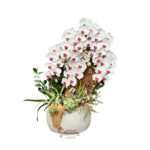 Pot of white orchids as a gift for Dad